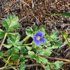 Erodium crinitum (Native Crowfoot) at The Pinnacle - 17 Feb 2024 by sangio7