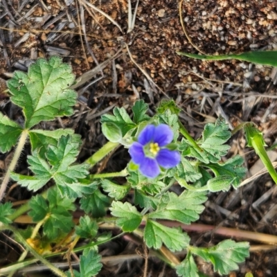 Erodium crinitum (Native Crowfoot) at Hawker, ACT - 16 Feb 2024 by sangio7