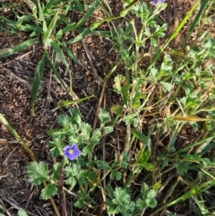 Erodium crinitum at The Pinnacle - 17 Feb 2024 09:41 AM