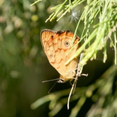 Heteronympha paradelpha (Spotted Brown) at Campbell Park Woodland - 16 Feb 2024 by DPRees125