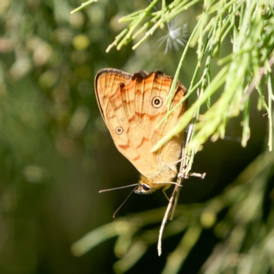 Heteronympha paradelpha (Spotted Brown) at Mount Ainslie - 17 Feb 2024 by DPRees125