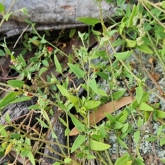 Einadia nutans subsp. nutans (Climbing Saltbush) at The Pinnacle - 17 Feb 2024 by sangio7