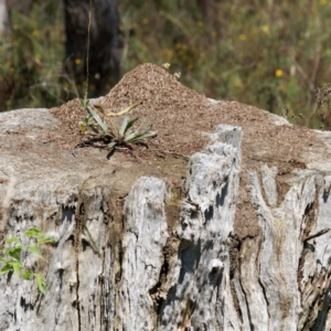 Papyrius sp. (genus) at Mount Ainslie - suppressed