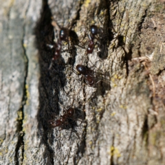 Papyrius sp. (genus) at Mount Ainslie - suppressed