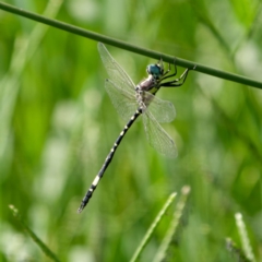 Parasynthemis regina (Royal Tigertail) at Pialligo, ACT - 17 Feb 2024 by DPRees125