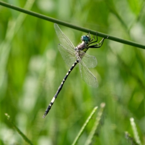 Parasynthemis regina at Mount Ainslie - 17 Feb 2024