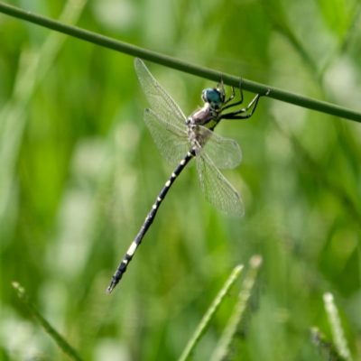 Parasynthemis regina (Royal Tigertail) at Pialligo, ACT - 17 Feb 2024 by DPRees125