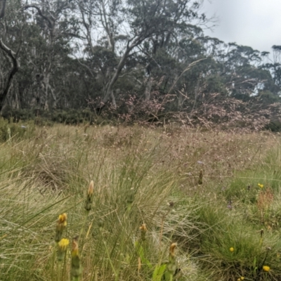 Agrostis bettyae (Forest Bent) at Cotter River, ACT - 16 Feb 2024 by MattM