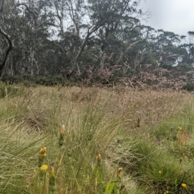Agrostis bettyae (Forest Bent) at Namadgi National Park - 16 Feb 2024 by MattM
