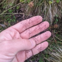 Agrostis bettyae at Namadgi National Park - 17 Feb 2024