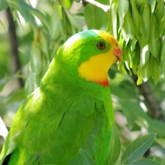 Polytelis swainsonii (Superb Parrot) at Yerrabi Pond - 28 Dec 2023 by betchern0t