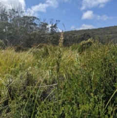 Deyeuxia brachyathera (Short Bent Grass) at Cotter River, ACT - 16 Feb 2024 by MattM