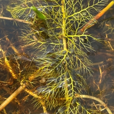 Utricularia sp. (australis or gibba ssp exoleta) (Suspended Water Plant, Bladderwort) at Bendoura, NSW - 17 Feb 2024 by JaneR