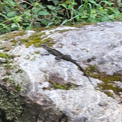 Intellagama lesueurii howittii (Gippsland Water Dragon) at Captains Flat, NSW - 17 Feb 2024 by Csteele4