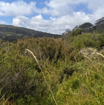 Deyeuxia brachyathera (Short Bent Grass) at Namadgi National Park - 17 Feb 2024 by MattM