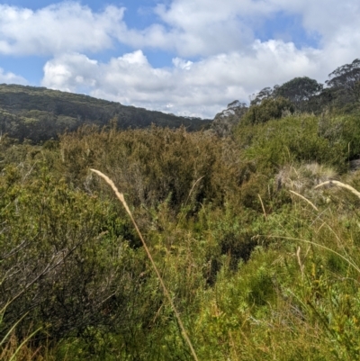 Deyeuxia brachyathera (Short Bent Grass) at Namadgi National Park - 16 Feb 2024 by MattM
