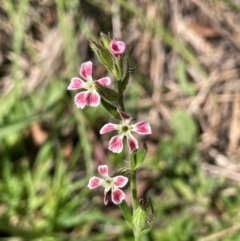 Silene gallica var. quinquevulnera (Five-wounded Catchfly) at Back Creek TSR - 17 Feb 2024 by JaneR