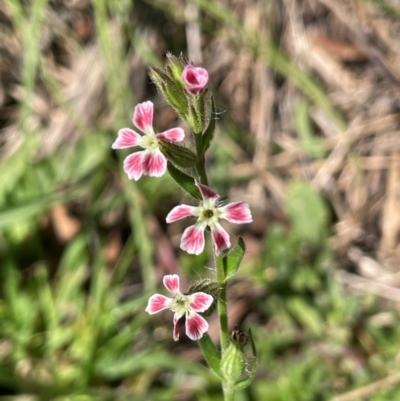 Silene gallica var. quinquevulnera (Five-wounded Catchfly) at Back Creek TSR - 17 Feb 2024 by JaneR