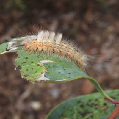 Orgyia anartoides (Painted Apple Moth) at ANBG - 15 Feb 2024 by HelenCross