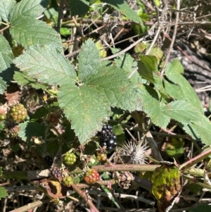 Rubus anglocandicans at QPRC LGA - 17 Feb 2024