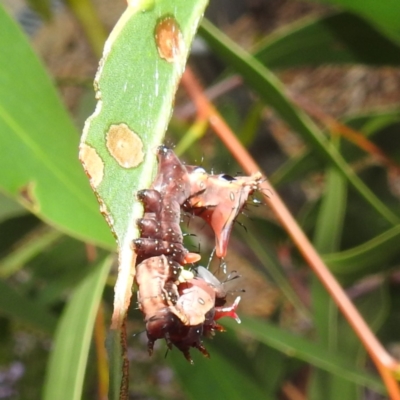 Neola semiaurata (Wattle Notodontid Moth) at ANBG - 15 Feb 2024 by HelenCross