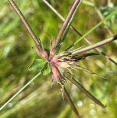 Lotus uliginosus (Birds-foot Trefoil) at Back Creek TSR - 17 Feb 2024 by JaneR