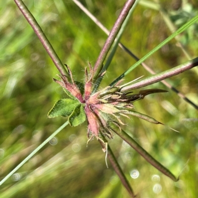 Lotus uliginosus (Birds-foot Trefoil) at QPRC LGA - 16 Feb 2024 by JaneR