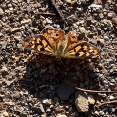 Heteronympha merope (Common Brown Butterfly) at Bendoc, VIC - 17 Feb 2024 by JimL