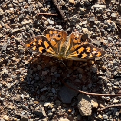 Heteronympha merope (Common Brown Butterfly) at Bendoc, VIC - 17 Feb 2024 by JimL
