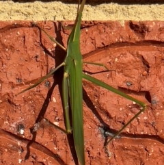 Acrida conica (Giant green slantface) at Holt, ACT - 17 Feb 2024 by JimL