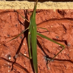 Acrida conica (Giant green slantface) at Holt, ACT - 16 Feb 2024 by JimL