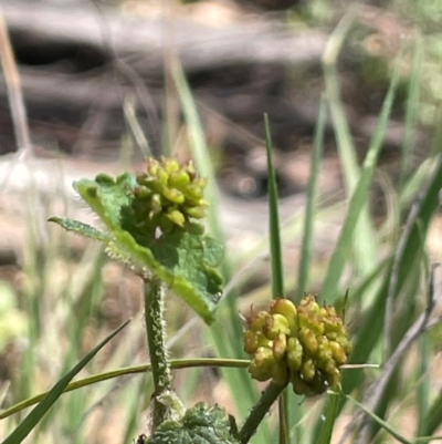 Hydrocotyle laxiflora (Stinking Pennywort) at QPRC LGA - 17 Feb 2024 by JaneR