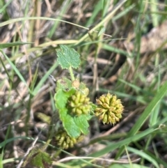 Hydrocotyle laxiflora at QPRC LGA - 17 Feb 2024