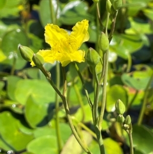 Ornduffia reniformis at QPRC LGA - 17 Feb 2024