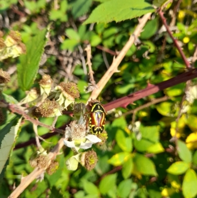 Eupoecila australasiae (Fiddler Beetle) at Lower Molonglo - 16 Feb 2024 by VanceLawrence