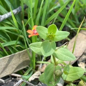 Lysimachia arvensis at QPRC LGA - 17 Feb 2024 01:35 PM