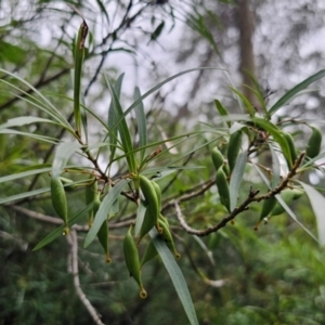 Lomatia myricoides at QPRC LGA - 17 Feb 2024 05:13 PM