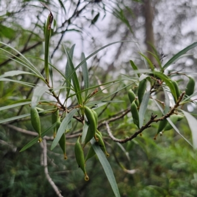 Lomatia myricoides (River Lomatia) at Captains Flat, NSW - 17 Feb 2024 by Csteele4