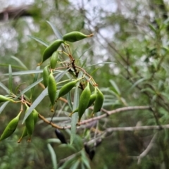 Lomatia myricoides at QPRC LGA - 17 Feb 2024 05:13 PM