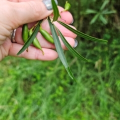 Lomatia myricoides at QPRC LGA - 17 Feb 2024