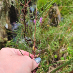 Hakea microcarpa at QPRC LGA - 17 Feb 2024 05:05 PM