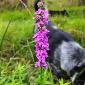 Lythrum salicaria at QPRC LGA - 17 Feb 2024