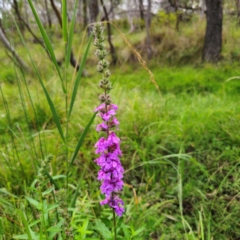 Lythrum salicaria at QPRC LGA - 17 Feb 2024