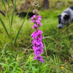 Lythrum salicaria at QPRC LGA - 17 Feb 2024