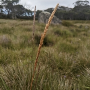 Deyeuxia carinata at Namadgi National Park - 17 Feb 2024 10:27 AM