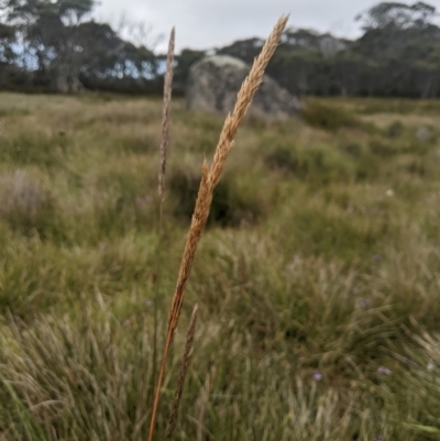 Deyeuxia carinata (Slender Bent-Grass) at Namadgi National Park - 16 Feb 2024 by MattM