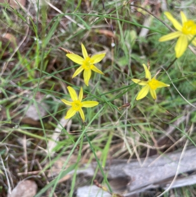 Tricoryne elatior (Yellow Rush Lily) at Bendoura, NSW - 17 Feb 2024 by JaneR