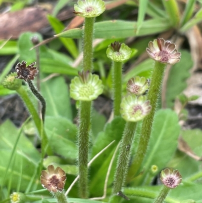 Solenogyne gunnii (Solengyne) at Back Creek TSR - 17 Feb 2024 by JaneR