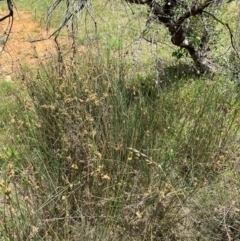 Juncus australis at Illilanga & Baroona - suppressed