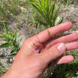 Wahlenbergia multicaulis at Illilanga & Baroona - suppressed